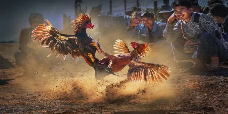 Lưu ý khi tham gia đá gà trực tiếp